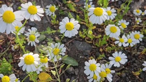 Beautiful chamomile flowers Stock Footage 247825103