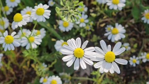 Beautiful chamomile flowers Stock Footage 262742014