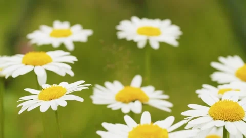 Beautiful chamomiles in the grass Stock Footage 135898306