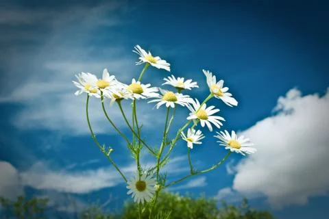 Beautiful chamomiles on a sky background Stock Photos