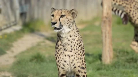 Beautiful cheetah in a park Stock Footage 180175147