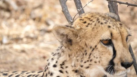 Beautiful cheetah slowmotion in Cheetah Conservation Fund, Namibia HD closeup Stock Footage 90809978