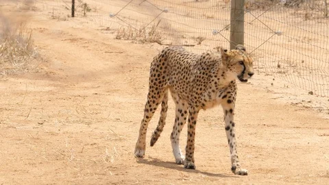 Beautiful cheetahs in Cheetah Conservation Fund, Namibia safari, Africa in 4K Stock Footage 90807334