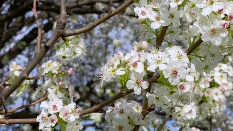 Beautiful cherry blossom background, close up Stock Footage 147552267