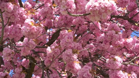 Beautiful cherry blossom branches blooming against a clear blue sky in bright Stock Footage 333775334