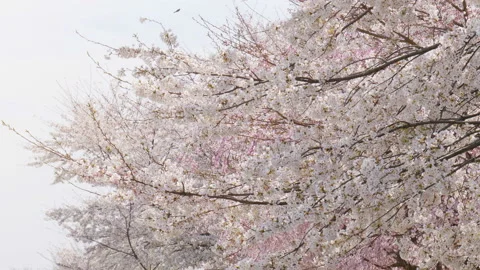 Beautiful cherry blossom branches in spring Video stock 172002902