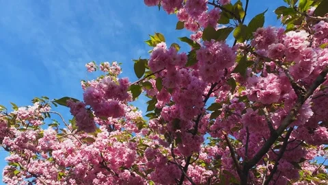 Beautiful cherry blossom branches swaying in the wind. Stock Footage 337939345