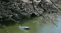 Beautiful Cherry Blossom, Chidorigafuchi in Tokyo, Japan, Imperial Palace Area HD Footage