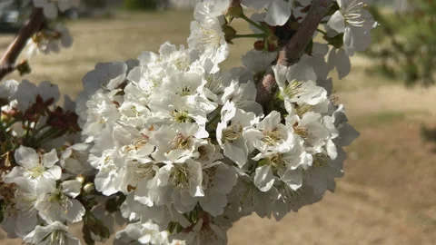 Beautiful Cherry blossom close-up Stock Footage 214015756