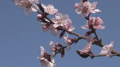 Beautiful cherry blossom flower spring day tree garden nature fresh season blue Stock Footage 32662002