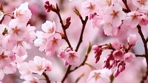 Beautiful cherry blossom. Stock Footage 37172052