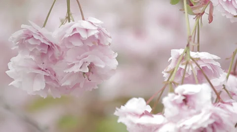 Beautiful Cherry Blossom Stock Footage 38846697
