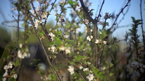 Beautiful Cherry Blossom 库存影片 75540489