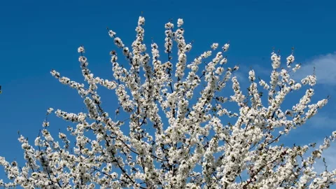 Beautiful cherry blossom. Vídeo Stock 237602646