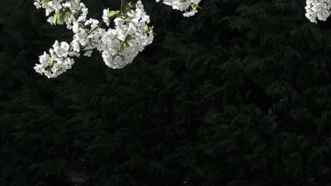 Beautiful cherry blossom. Video stock 237603496