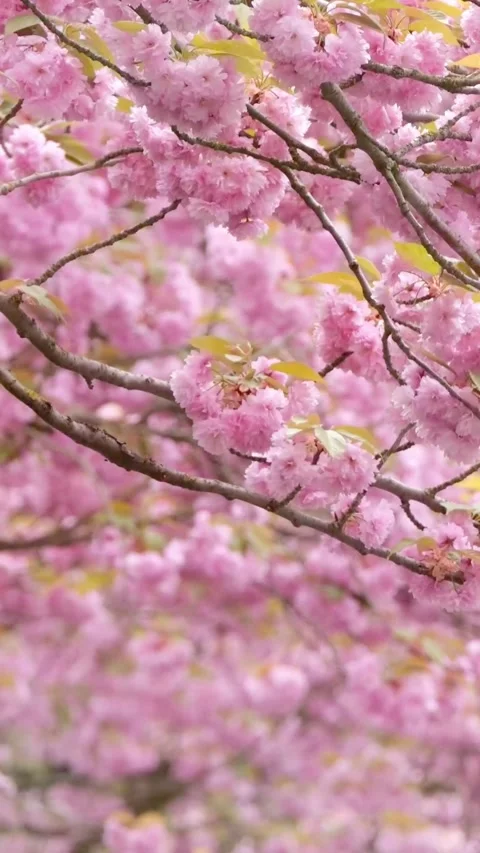 Beautiful cherry blossom 動画素材 273046961