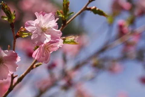 Beautiful of Cherry Blossom Stock Photos