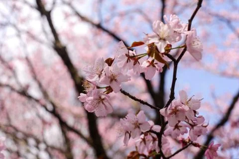 Beautiful of Cherry Blossom Stock Photos