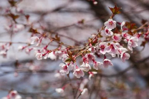 Beautiful of Cherry Blossom Stock Photos