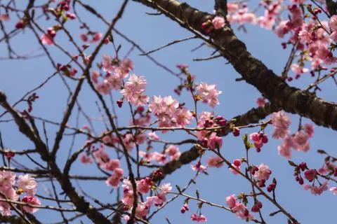 Beautiful of Cherry Blossom Stock Photos