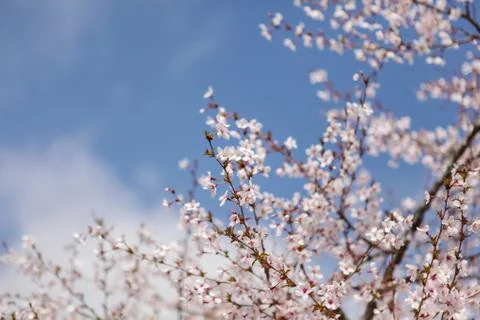 Beautiful of Cherry Blossom Stock Photos