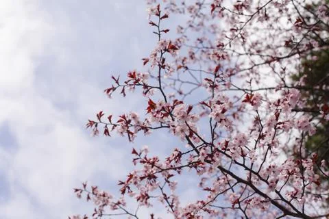 Beautiful of Cherry Blossom Stock Photos