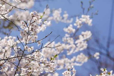Beautiful of Cherry Blossom Stock Photos