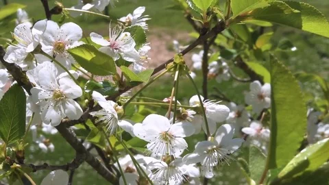 Beautiful cherry blossom sakura in spring time Stock Footage 79941158