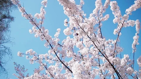 Beautiful cherry blossom sakura in spring. Stock Footage 106755885