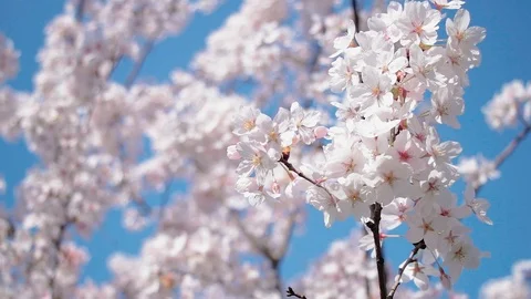 Beautiful cherry blossom sakura in spring. Stock Footage 106756741