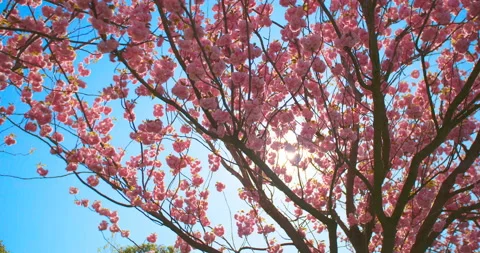 Beautiful cherry blossom sakura in spring time over blue sky. Stock-Footage 106925762