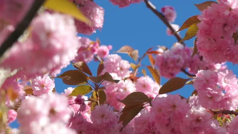 Beautiful cherry blossom sakura in spring time over blue sky. Stock Footage 107182000