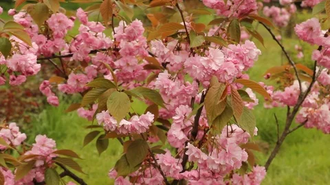 Beautiful cherry blossom sakura in spring time  Stock Footage 107508376