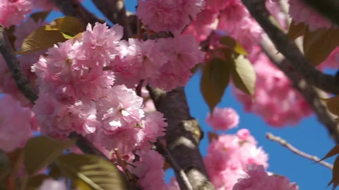 Beautiful cherry blossom sakura in spring time over blue sky. Stock Footage 107650432
