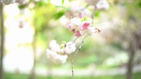 Beautiful cherry blossom sakura in spring time Stock Footage 129606616