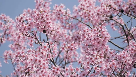 Beautiful cherry blossom sakura in spring time over blue sky Stock Footage 148366808