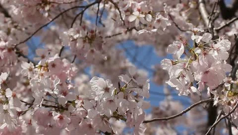 Beautiful cherry blossom spring Stock Footage 11019674