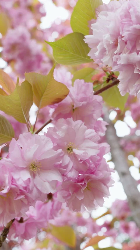 Beautiful cherry blossom in spring Stock Footage 308515072