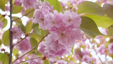 Beautiful cherry blossom in spring Stock Footage 308520289