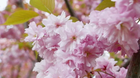 Beautiful cherry blossom in spring Stock Footage 308523608