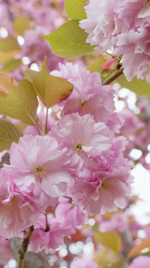 Beautiful cherry blossom in spring. Pink Japanese sakura flowers in April Stock Footage 308514905
