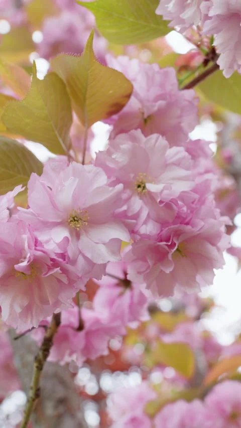 Beautiful cherry blossom in spring. Pink Japanese sakura flowers in April Stock Footage 308514906