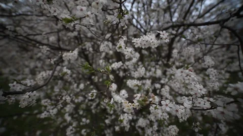 Beautiful cherry blossom in spring. Spring garden in the evening light. Video stock 128560029