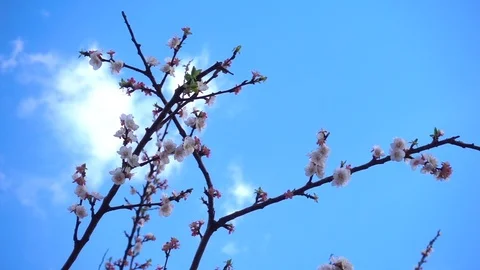 Beautiful cherry blossom in spring time over blue sky. Stock Footage 87906378
