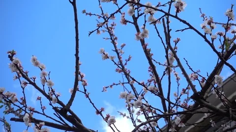 Beautiful cherry blossom in spring time over blue sky. Stock Footage 87906551