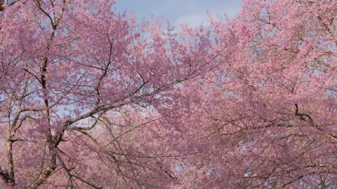 Beautiful cherry blossom tree on blue sky Stock Footage 171310982