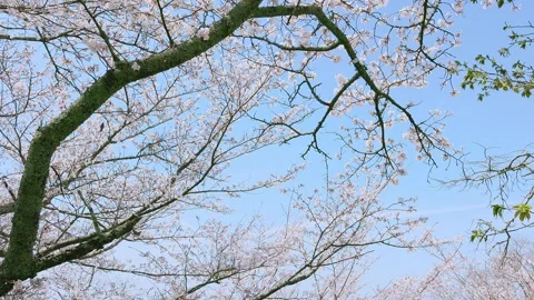 Beautiful Cherry Blossom Tree Branches in Full Bloom Vídeos de archivo 331668020