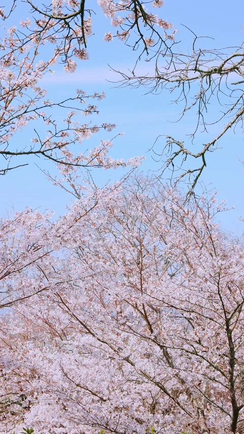 Beautiful Cherry Blossom Tree Branches in Full Bloom Vídeos de archivo 331675271