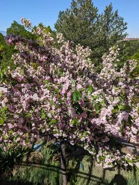 A beautiful cherry blossom tree covered in vibrant pink blooms Stock-Fotos