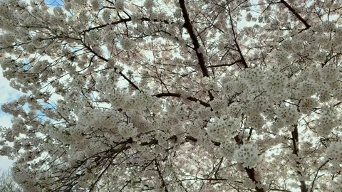 Beautiful cherry blossom tree with delicate white flowers. Spring bloom Stock Footage 334173425